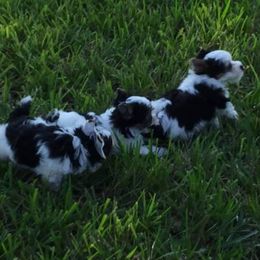 Yorkshire Terrier Puppies from Cottage House Yorkies, L.L.C.