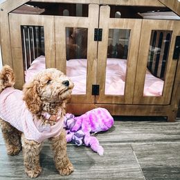Goldendoodle Puppies from Doodle Paws Az