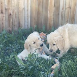 Golden Retriever Puppies from Rainy Day Goldens
