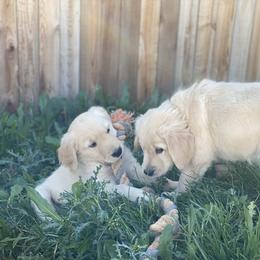 Golden Retriever Puppies from Rainy Day Goldens