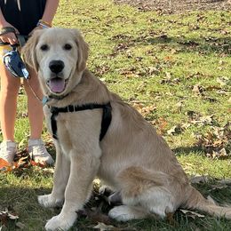 Golden Retriever All Grown Up from Houston’s Golden Haven