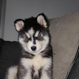 Snoopy - Black and white female Siberian Husky puppy in Swansea, Illinois from Husky B's