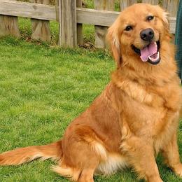 Rose - Golden Retriever