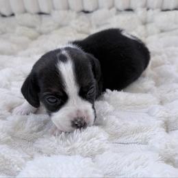 Pocket Beagle Hattie - Black tan and white female Beagle puppy in Gentry, Arkansas from HC Puppy Ranch