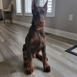 Doberman Pinscher Puppies from JM Dobermans