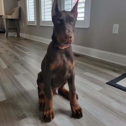 Doberman Pinscher Puppies from JM Dobermans