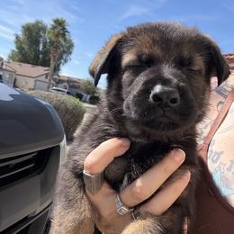 Ulta - Sable male German Shepherd puppy in Surprise, Arizona from Vom Wustefeuer German Shepherds