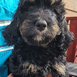 Bernedoodles from Pura Vida Bernedoodles