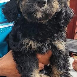 Bernedoodles from Pura Vida Bernedoodles
