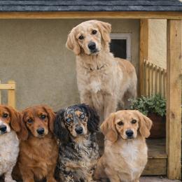 Dachshunds from Sandy's Long Haired Doxies