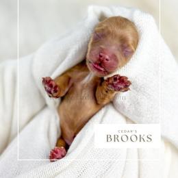 B R O O K S - Red  male Goldendoodle puppy in Cedar City, Utah from Cedar Doodles- Home of the Teddybear Goldendoodle