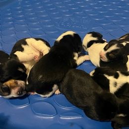 Beagle Puppies from sarah light
