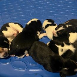 Beagle Puppies from sarah light