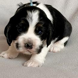 Icarus - Black and white male Cocker Spaniel puppy in Lily, Wisconsin from Sylvan Acres Spaniels