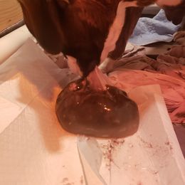 Boxer Puppies from SmashBox Kennel