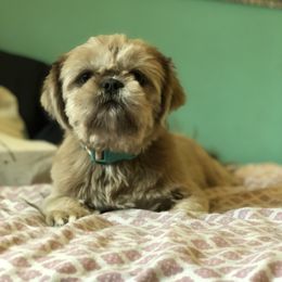 Nala - Blue female Shih Tzu puppy in Danbury, Connecticut from Dempsey’s Darlings