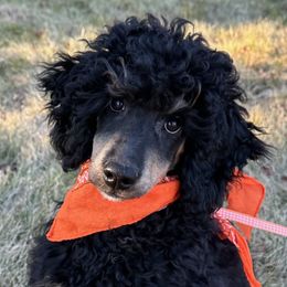 Harley - Poodle puppy from Funny Farm Poodles & Doodles