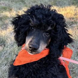 Harley - Poodle puppy from Funny Farm Poodles & Doodles
