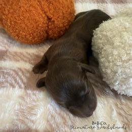Dachshund Puppies from B+B Co Miniature Dachshunds