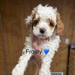 Frosty - White male Cavapoo puppy in Greensburg, Kentucky from Doodle Me Crazy