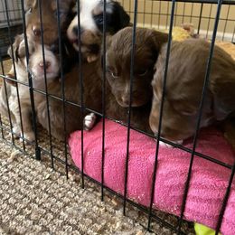 Australian Shepherd Puppies from Roosters Brand of Aussies