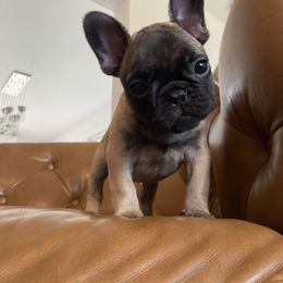 Emmet - Brindle and white male French Bulldog puppy in Sidney Center, New York from iFrenchi
