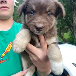 Tulip - Red tri-color female Australian Shepherd puppy in Belmont, Vermont from Pennyrile Australian Shepherds