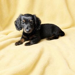Twix - Black and tan male Dachshund puppy in Richmond, Virginia from Paw Prints