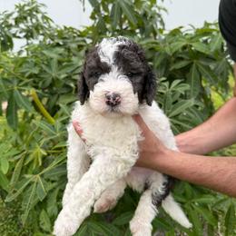 Black collar - Parti male Goldendoodle puppy in Cape Coral, Florida from Magnolia Doodles co.