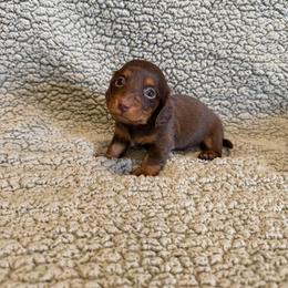 Mocha - Chocolate and tan female Dachshund puppy in Pollok, Texas from Magnolia Kennels