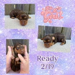 Light purple - Chocolate and tan female Dachshund puppy in Jonesboro, Illinois from Twin Hills Dachshunds