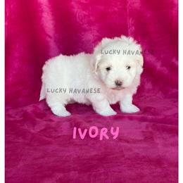 IVORY - White female Havanese puppy in Fielding, Utah from LUCKY HAVANESE