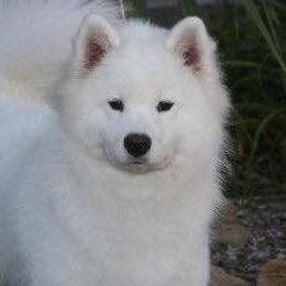 Samoyeds from Cirque D' Samz