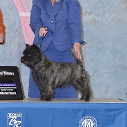 Cairn Terriers from Scotch Broom