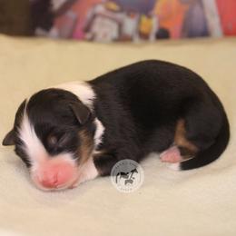 Boy 2 - Black tri-color male Australian Shepherd puppy in Colorado Springs, Colorado from Dawn 2 Dusk Ranch