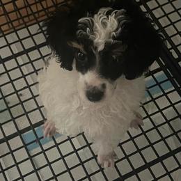 Willow-black collar - Parti male Poodle puppy in Winter Haven, Florida from Herdez’s Poodles