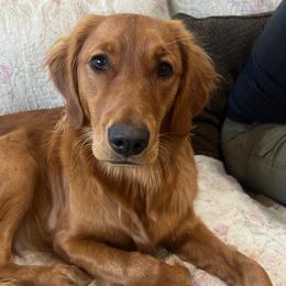 Amber - Golden Retriever