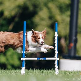 Border Collies from Amethyst Border Collies