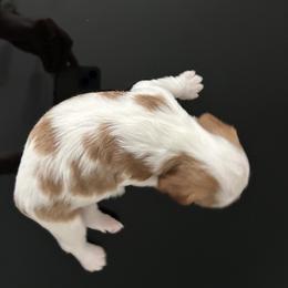 Cavalier King Charles Spaniel Puppies from Misty Meadow Cavaliers