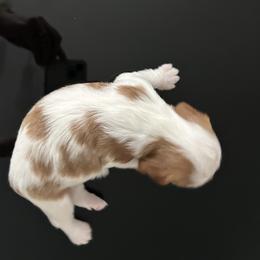 Cavalier King Charles Spaniel Puppies from Misty Meadow Cavaliers