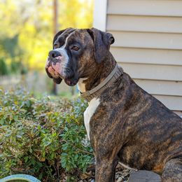 Bowie - Boxer