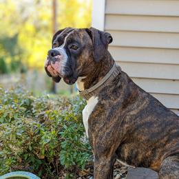 Bowie - Boxer