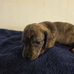 Stewart - Brindle male Dachshund puppy in Stillwater, Oklahoma from Shade Tree Dachshunds