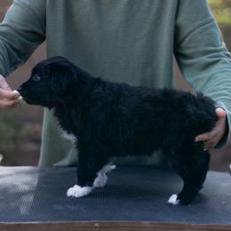 Girl 1 - Australian Shepherd puppy from Forte Australian Shepherds & Co.