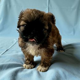 AKC-Gizmo - Brindle male Shih Tzu puppy in Charlotte, North Carolina from Judy's Shih Tzus