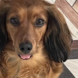 Winnie - Dachshund