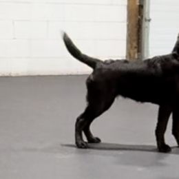 Labrador Retriever Puppies from Rose Gold Retrievers