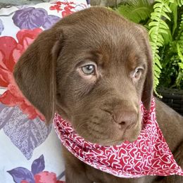 Bella- READY NOW!! - Chocolate Labrador Retriever puppy in Florida from Deep South Labrador Retrievers LLC