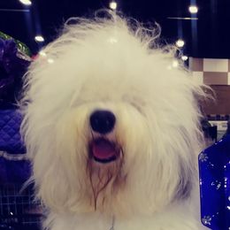 Old English Sheepdogs from Island Bound Old English Sheepdogs
