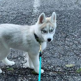 Siberian Husky Puppies from Stoli Siberians
